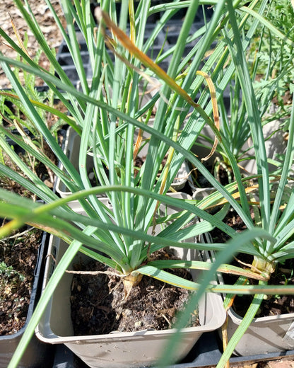 Asphodeline lutea Mediterrane Junkerlilie im Topf