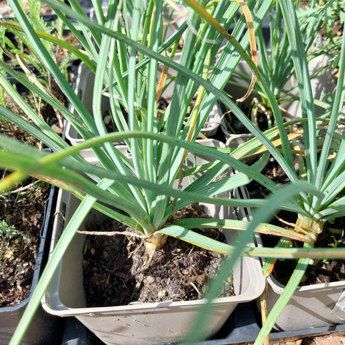 Asphodeline lutea Mediterrane Junkerlilie im Topf