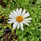 Aster alpinus 'Albus' Niedrige Aster Blüte