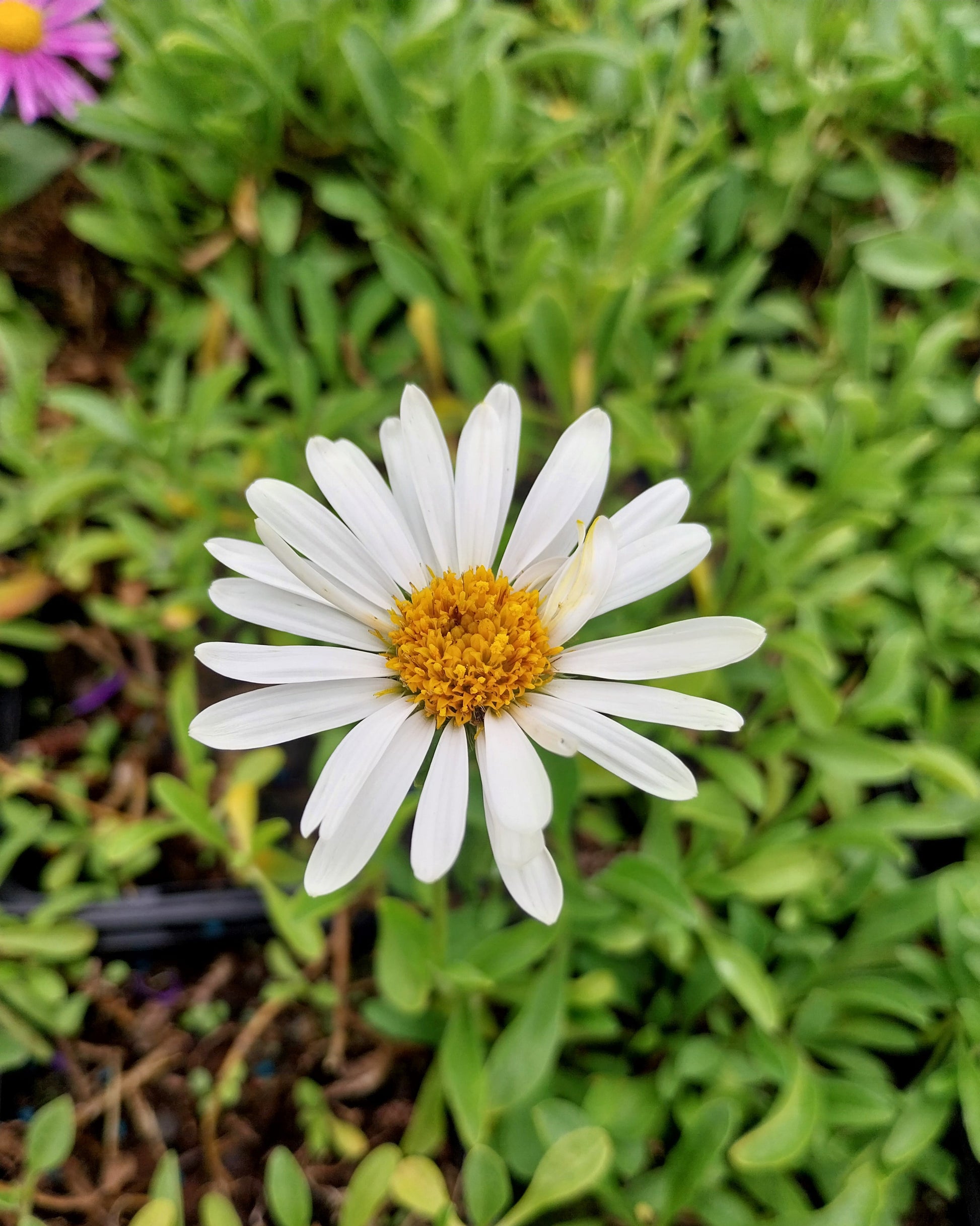 Aster alpinus 'Albus' Niedrige Aster Blüte