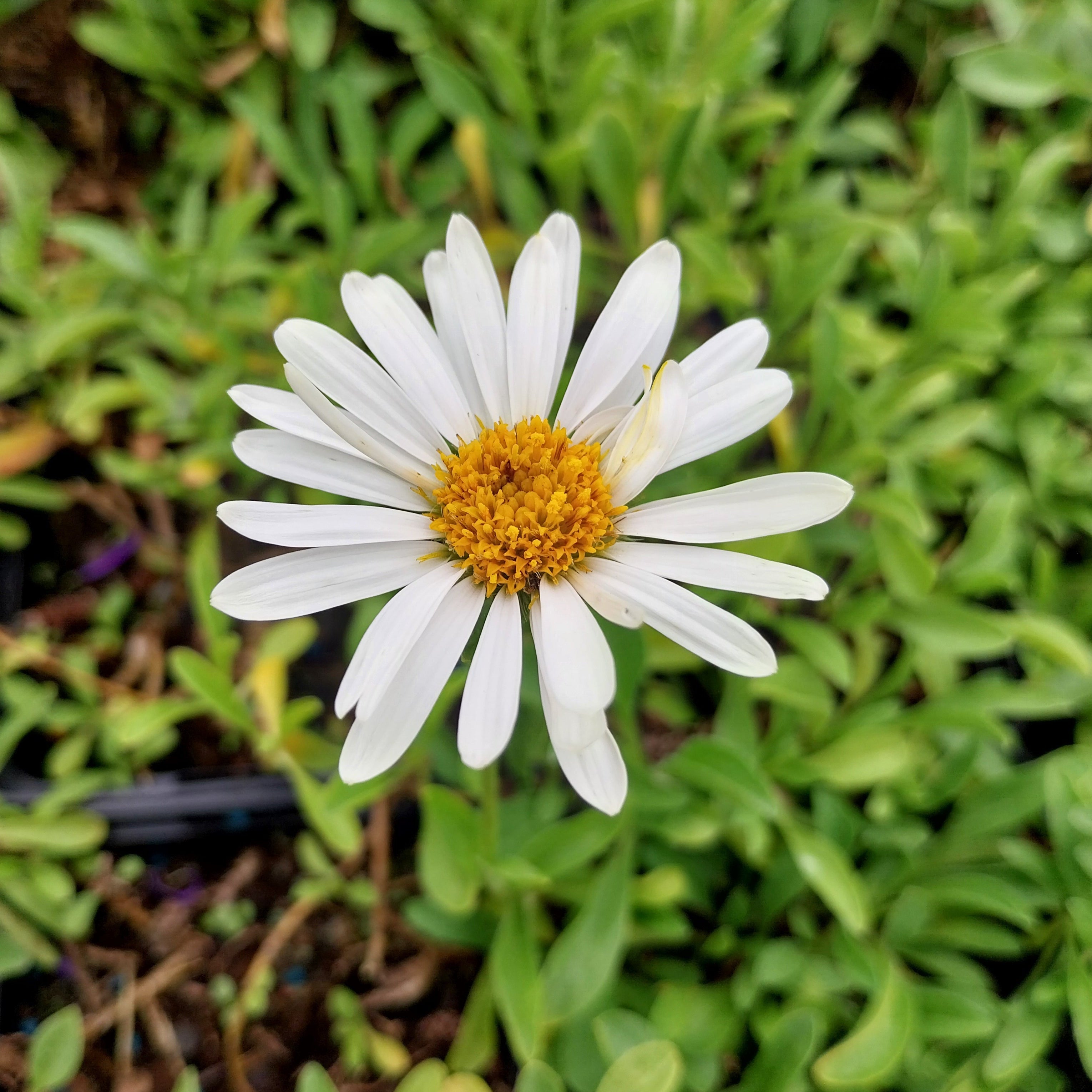 Aster alpinus 'Albus' Niedrige Aster Blüte