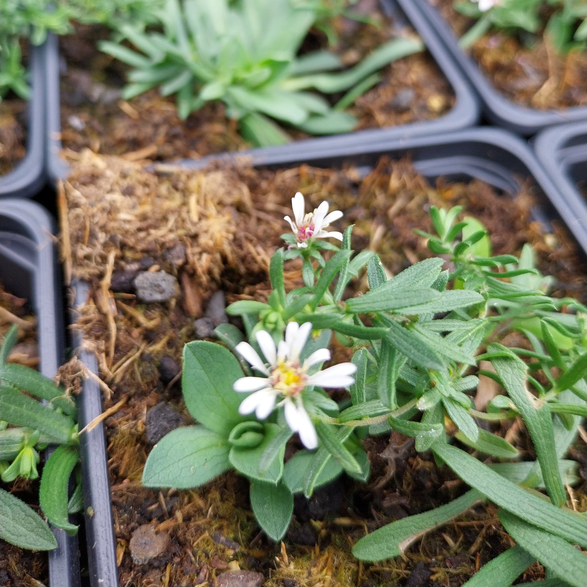 Aster ericoides subsp. pansus 'Snow Flurry' Teppich-Aster