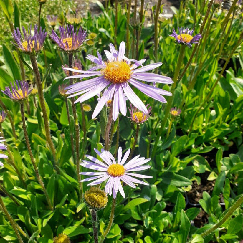 Aster tongolensis 'Wartburgstern' Frühsommer-Aster mit Blüte
