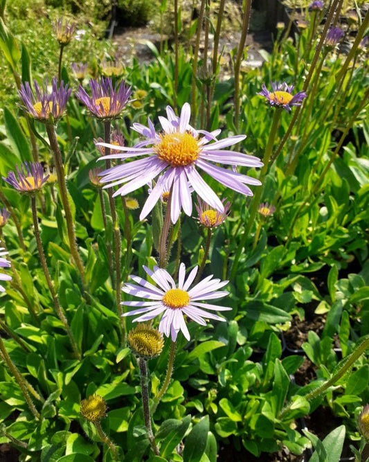 Aster tongolensis 'Wartburgstern' Frühsommer-Aster mit Blüte