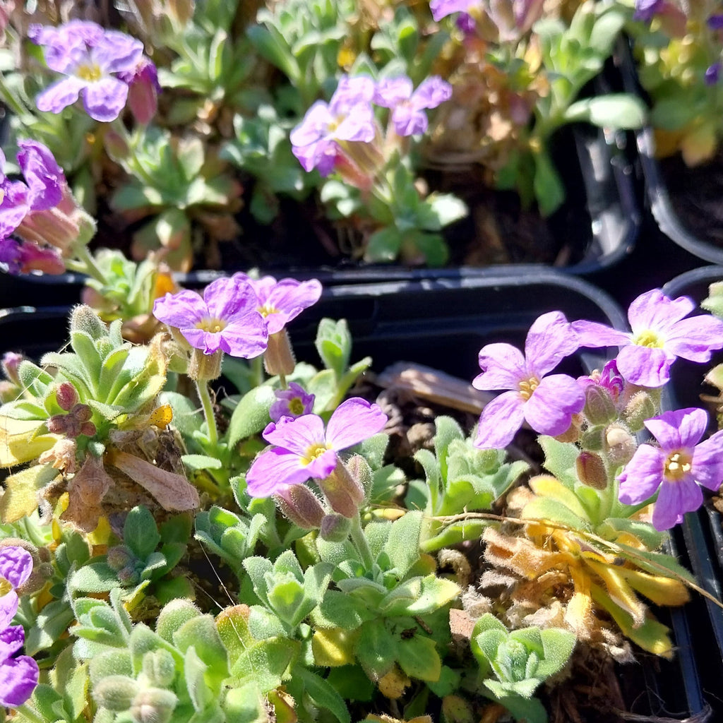 Aubrieta × cultorum 'Audrey Sky Blue' Blaukissen