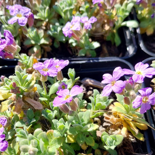 Aubrieta × cultorum 'Audrey Sky Blue' Blaukissen