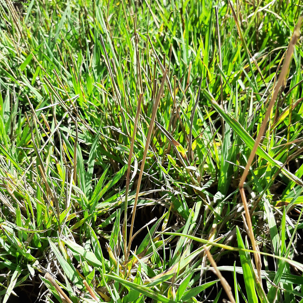 Briza media ‘Limouzi’ – Zittergras Laub