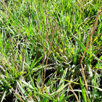 Briza media ‘Limouzi’ – Zittergras Laub