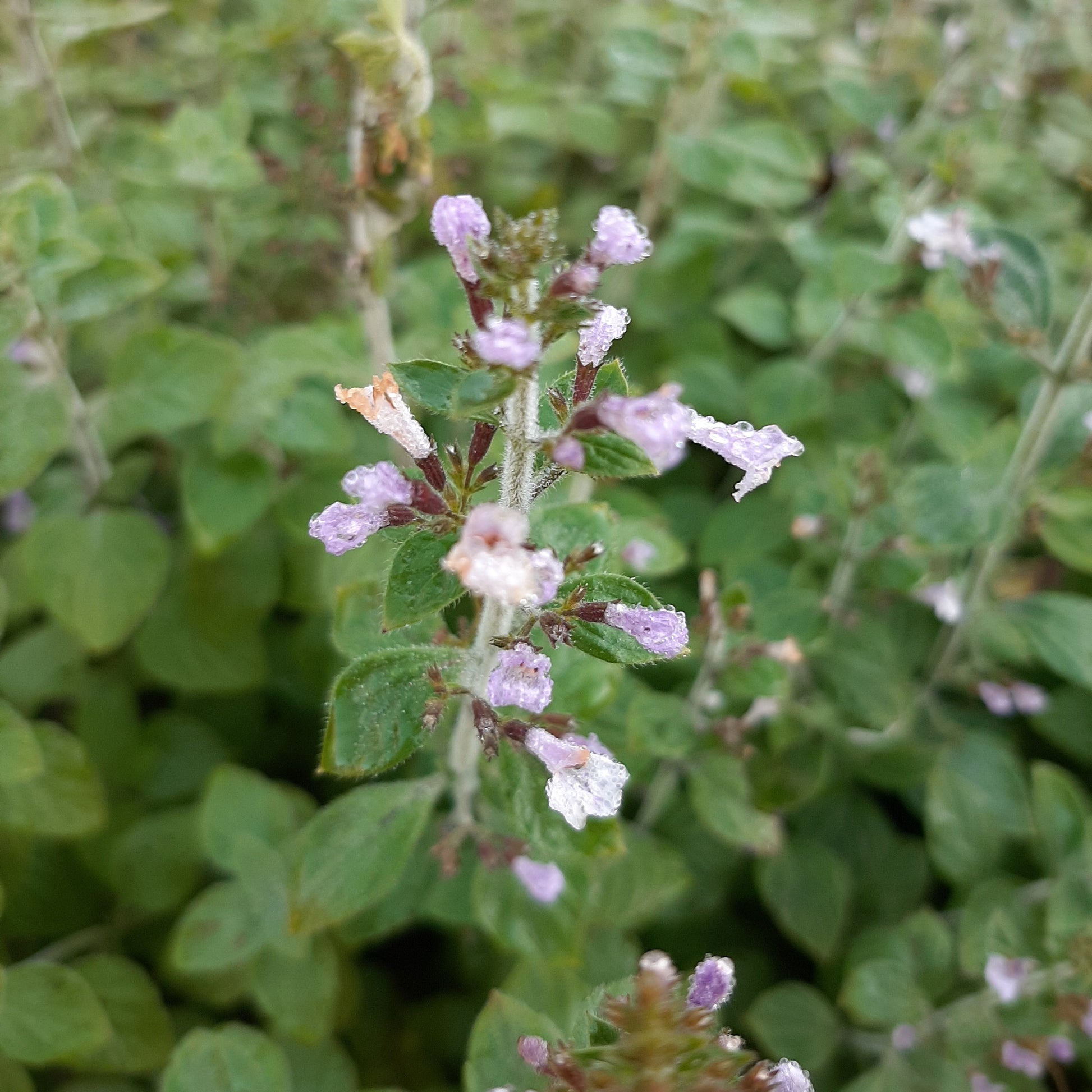 Calamintha nepeta 'Blue Cloud Strain' Kleinblütige Bergminze