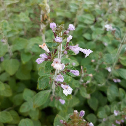 Calamintha nepeta 'Blue Cloud Strain' Kleinblütige Bergminze