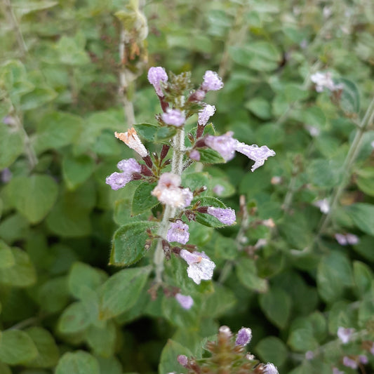 Calamintha nepeta 'Blue Cloud Strain' Kleinblütige Bergminze
