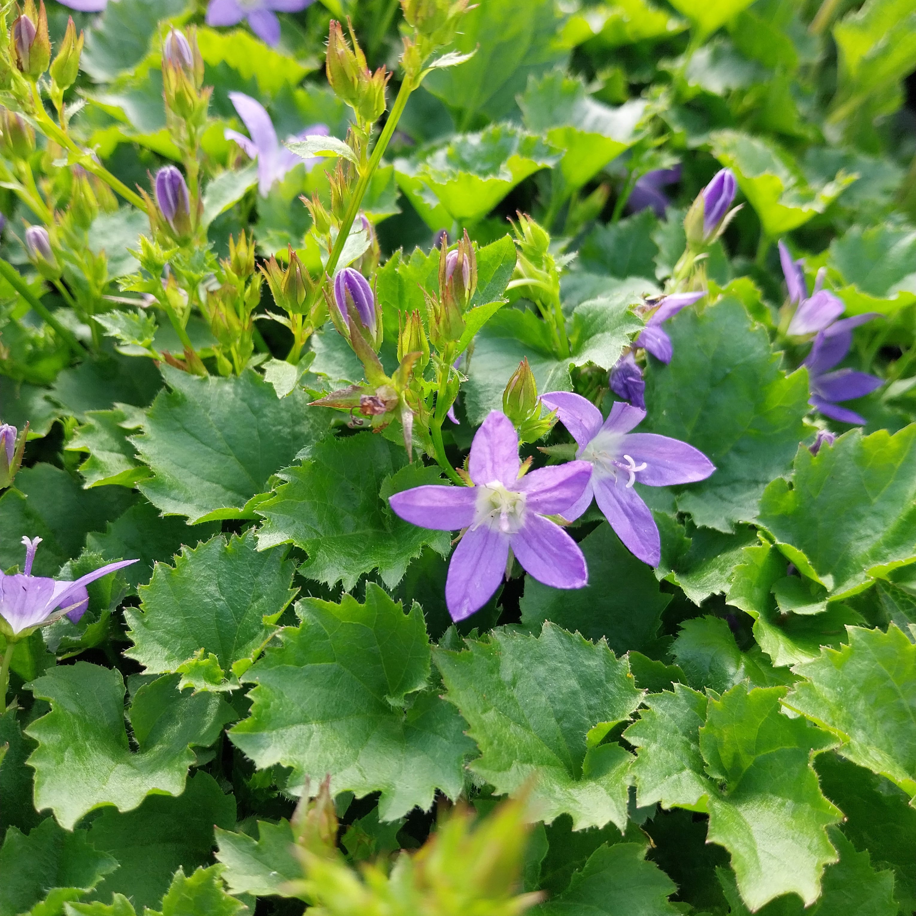 Campanula poscharskyana ‘Frühlingszauber’ – Hängepolster-Glockenblume mit Blüte
