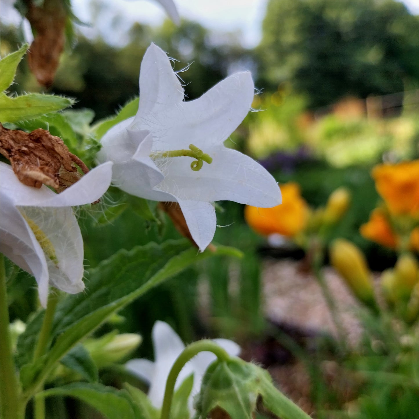 Campanula trachelium Nesselblättrige Glockenblume