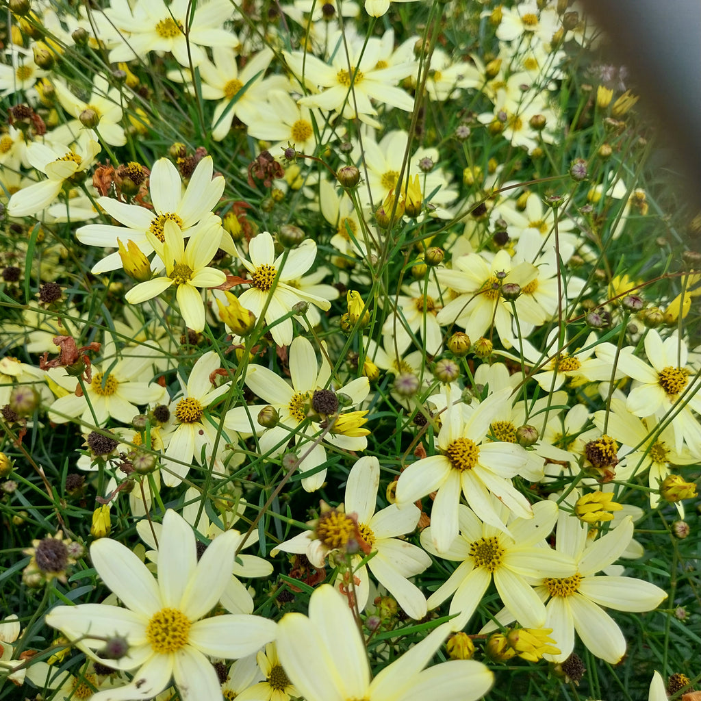 Coreopsis verticillata 'Moonbeam' Quirlblättriges Mädchenauge
