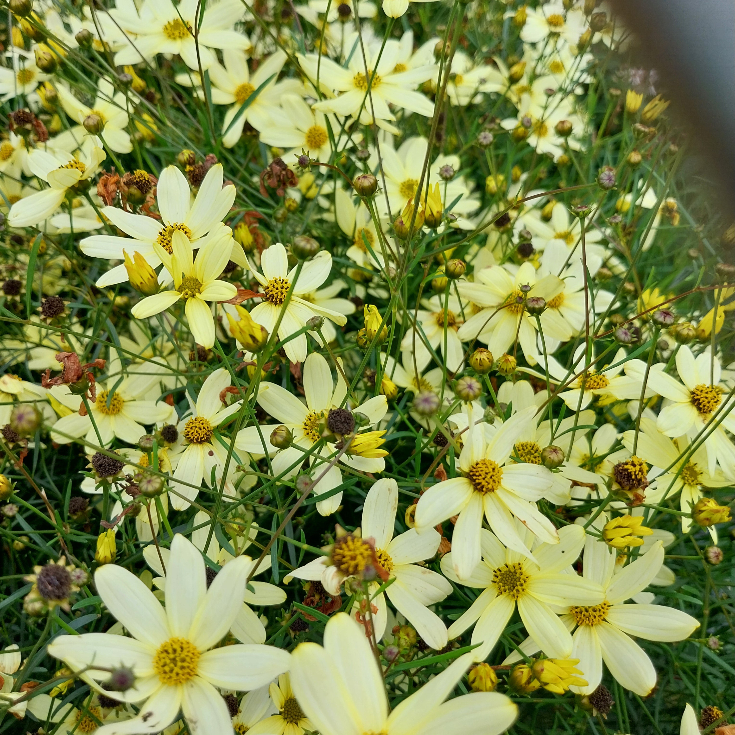 Coreopsis verticillata 'Moonbeam' Quirlblättriges Mädchenauge