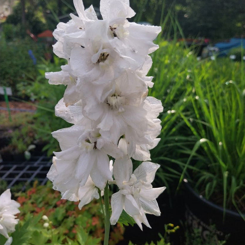 Delphinium × cultorum Pacific-Magic Fountains ‘Weiß’ in Blüte