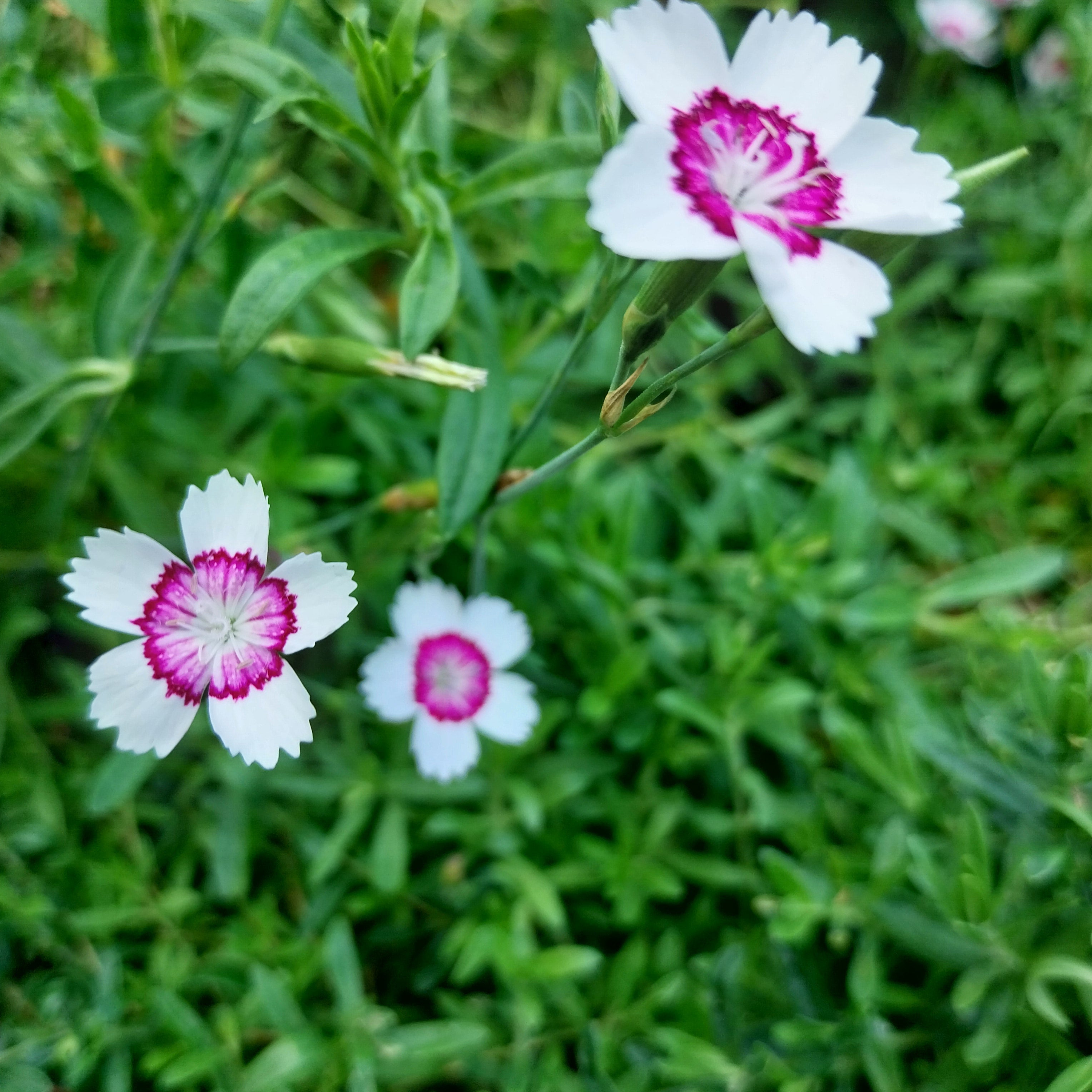Dianthus deltoides 'Arctic Fire' Heide-Nelke