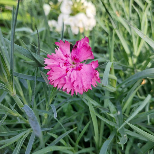 Dianthus plumarius 'Roseus' Feder-Nelke
