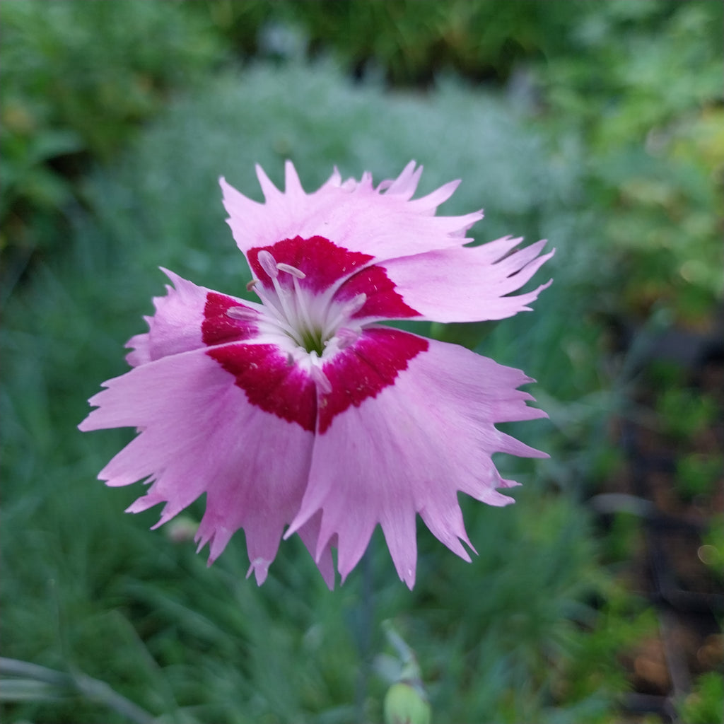Dianthus plumarius 'Sweetness' Federnelke