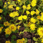 Doronicum orientale 'Little Leo' Gämswurz