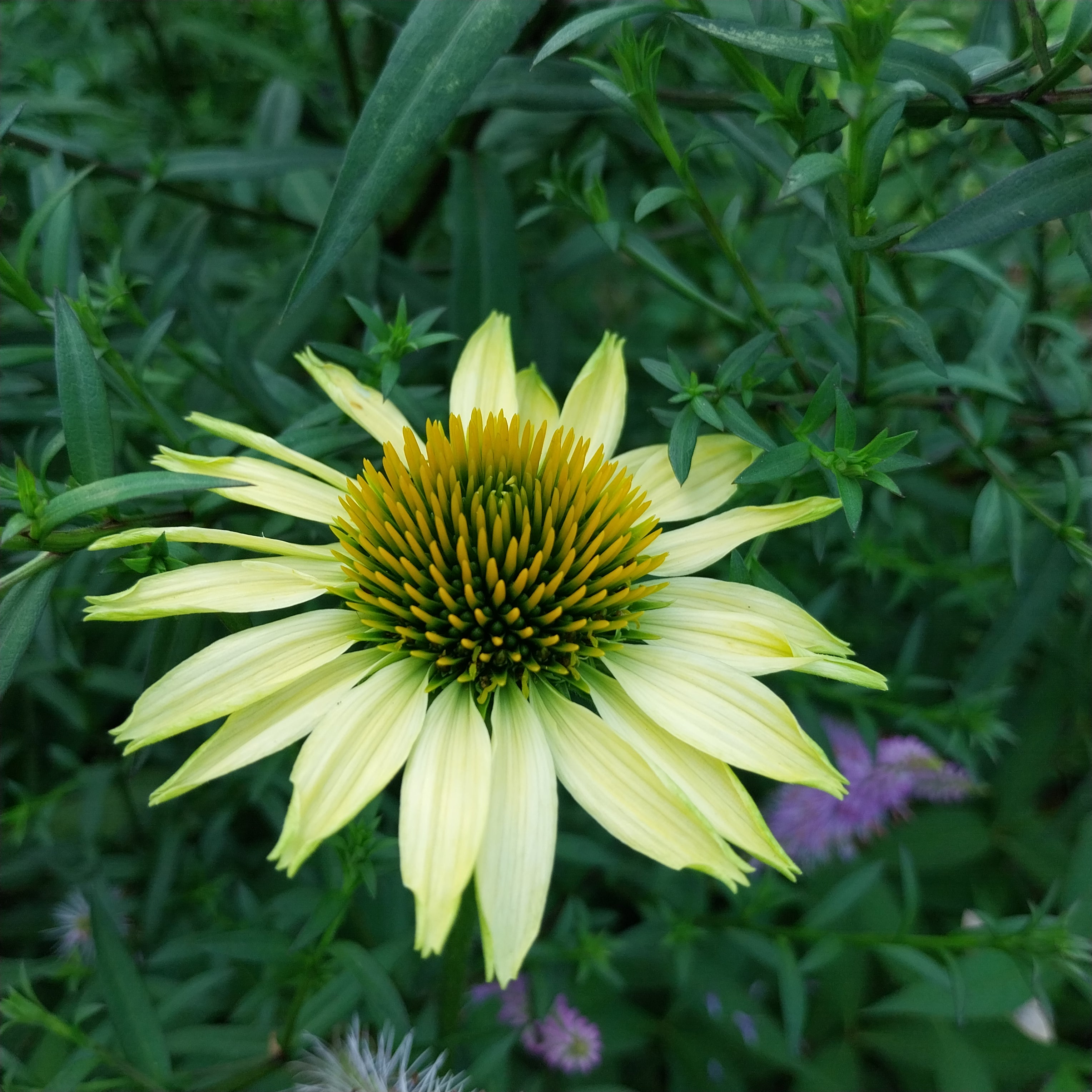 Echinacea purpurea 'Mellow Yellows' Scheinsonnenhut