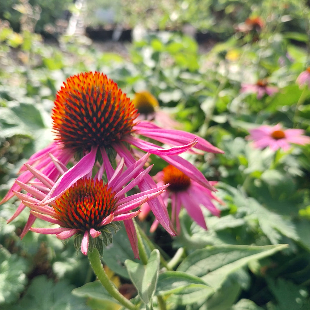 Echinacea purpurea Purpursonnenhut