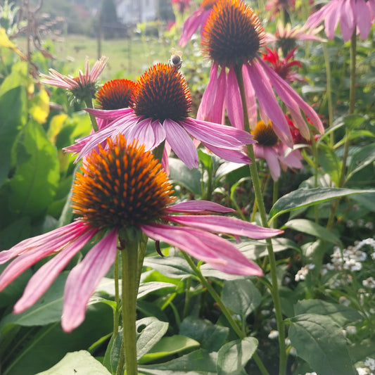Echinacea purpurea 'Rubinstern' Scheinsonnenhut