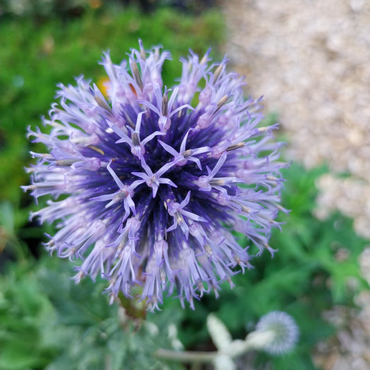 Echinops ritro Kugeldistel
