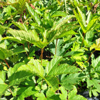 Filipendula rubra 'Venusta'Mädesüß