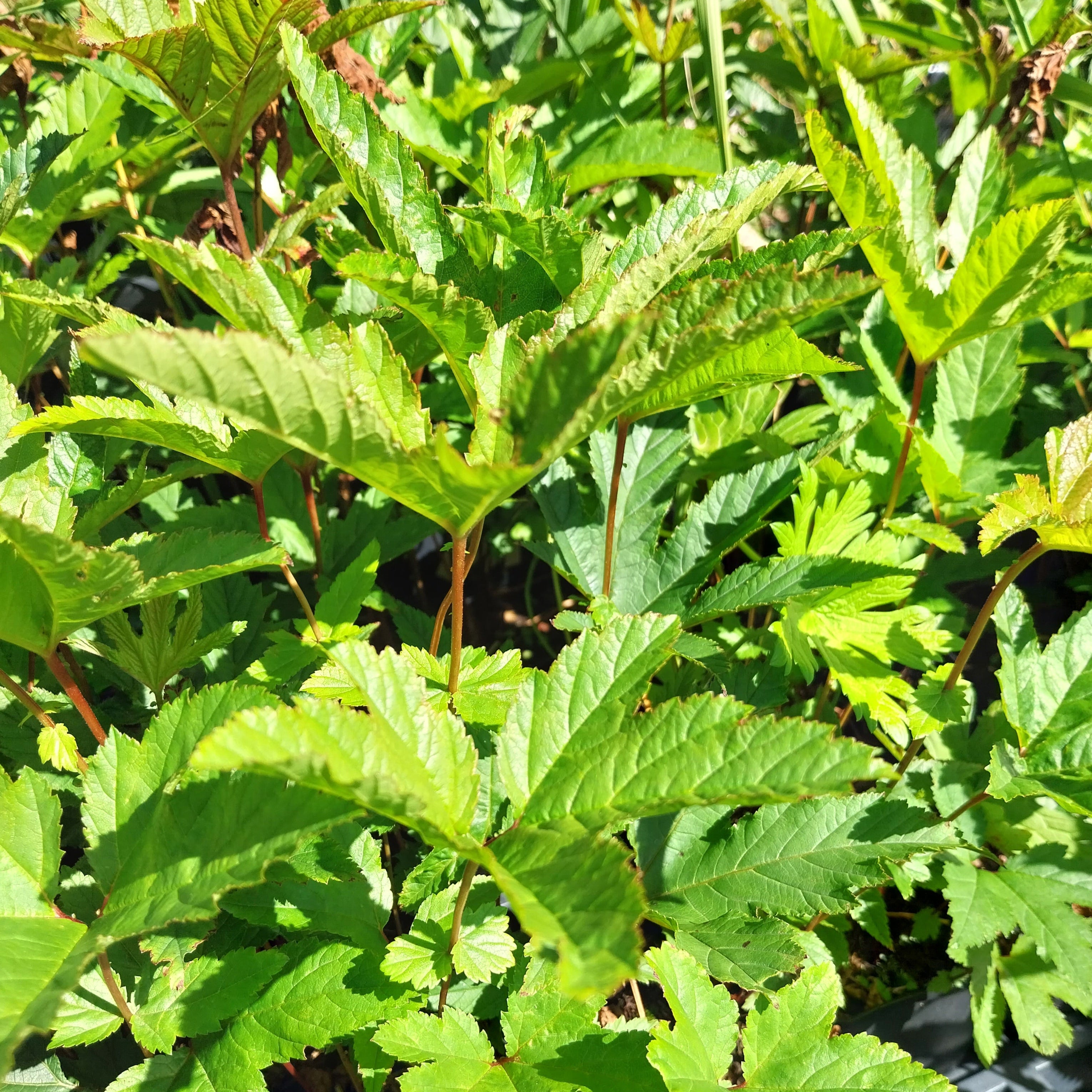 Filipendula rubra 'Venusta'Mädesüß