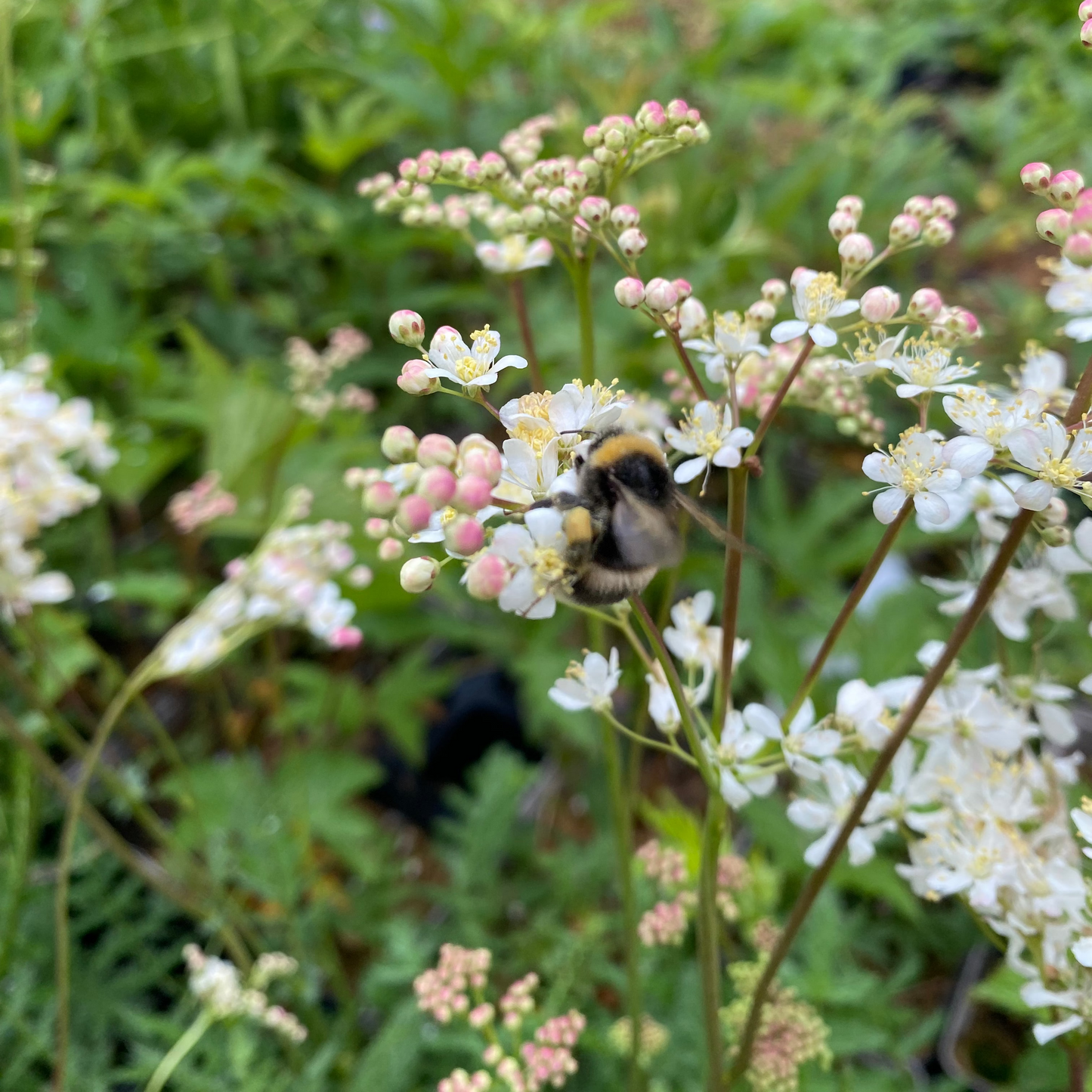 Filipendula vulgaris Knollen-Mädesüß