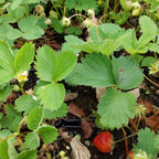 Fragaria × ananassa – Garten-Erdbeere Frucht