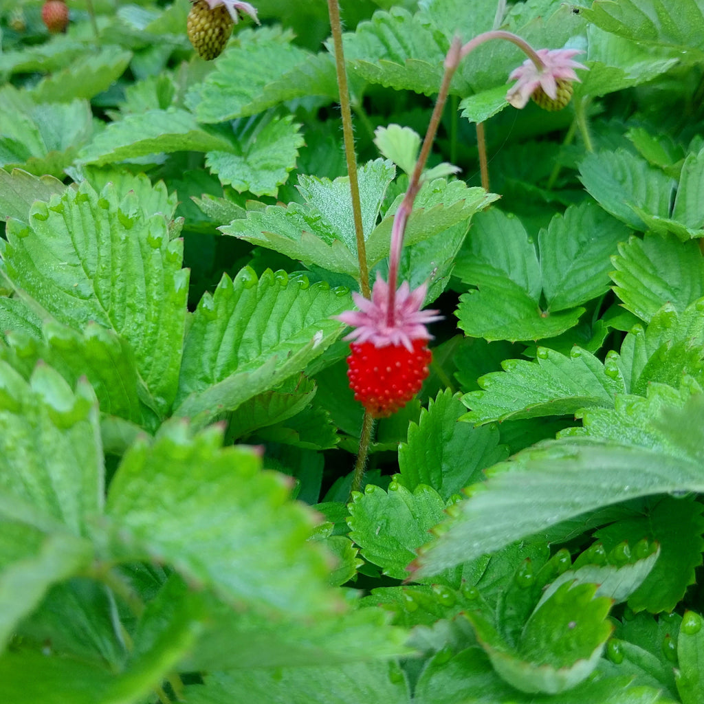 Fragaria vesca var. semperflorens ‘Alexandria’ Frucht