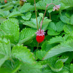Fragaria vesca var. semperflorens ‘Alexandria’ Frucht