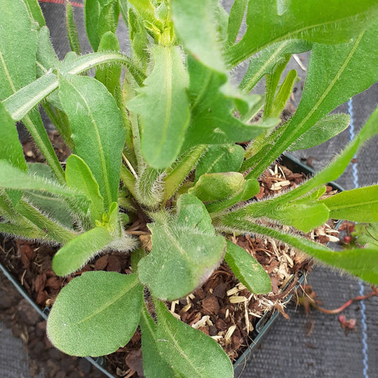 Gaillardia aristata Prärie-Kokardenblume