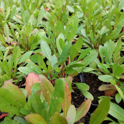 Gaura lindheimerii Prachtkerze