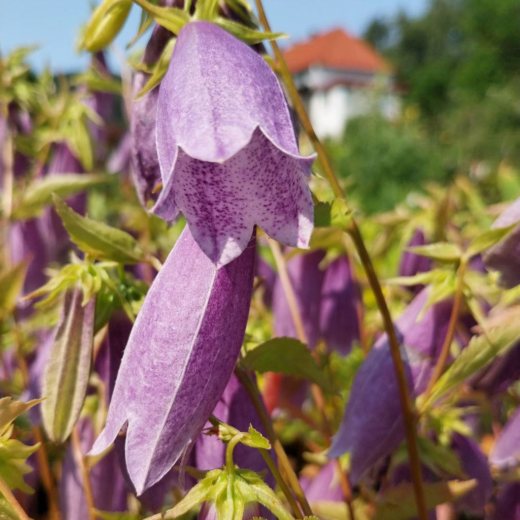 Gefleckte Glockenblume ‘Moorgeist’ Blüte