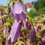 Gefleckte Glockenblume ‘Moorgeist’ Blüte