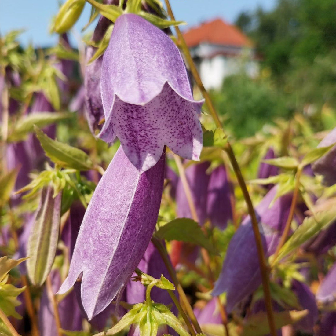 Gefleckte Glockenblume ‘Moorgeist’ Blüte