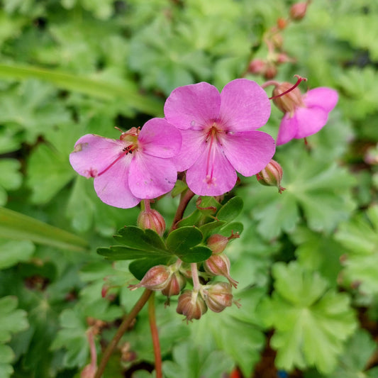 Geranium cantabrigiense 'Berggarten'  Cambridge-Storchschnabel