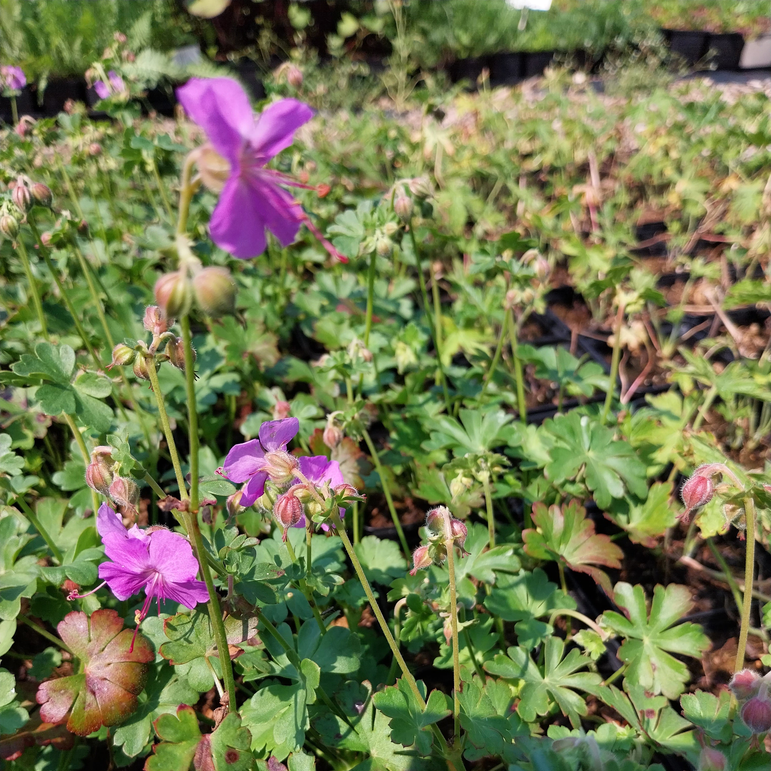Geranium × cantabrigiense ‘Cambridge’ – Cambridge-Garten-Storchschnabel Blüte