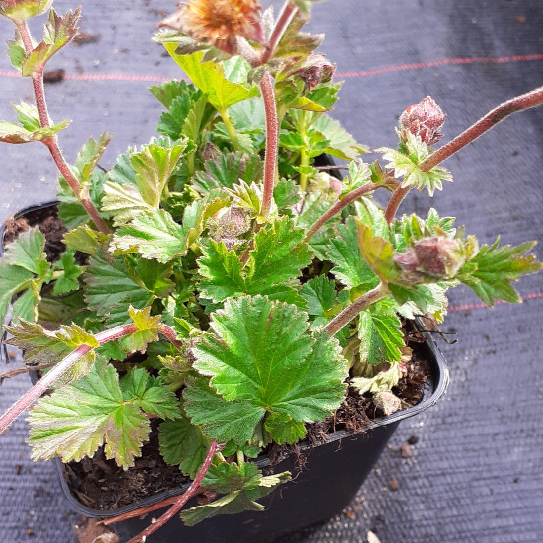 Geum coccineum ‘Borisii’ – Garten-Nelkenwurz im Topf