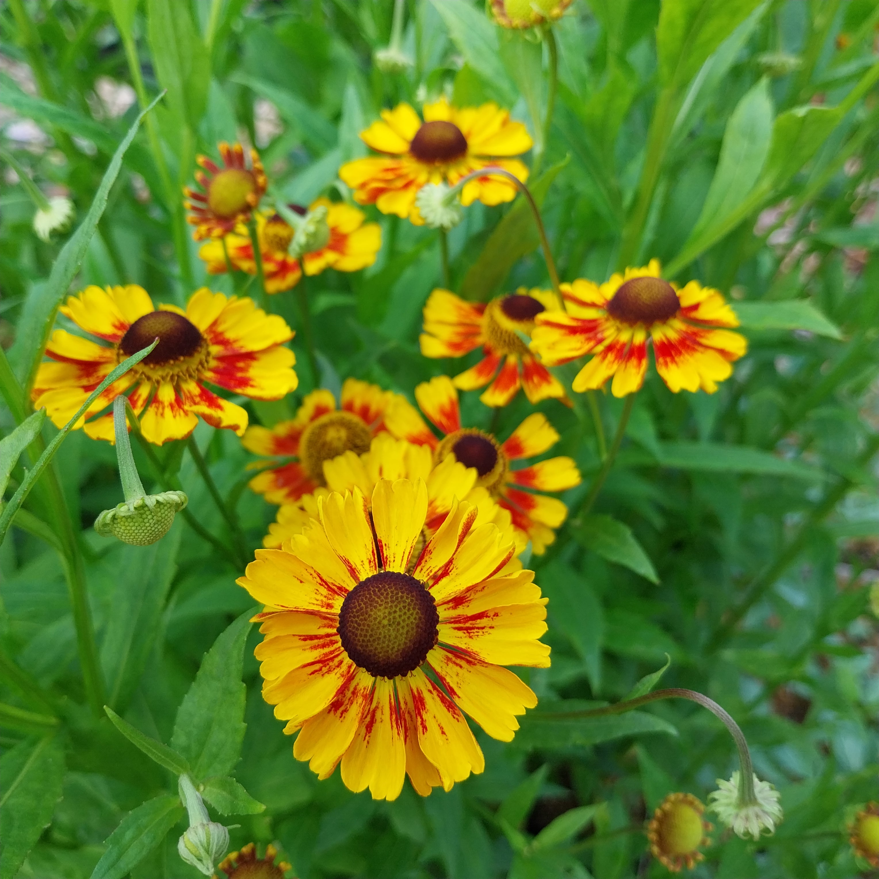 Helenium × cultorum 'Biedermeier' Sonnenbraut