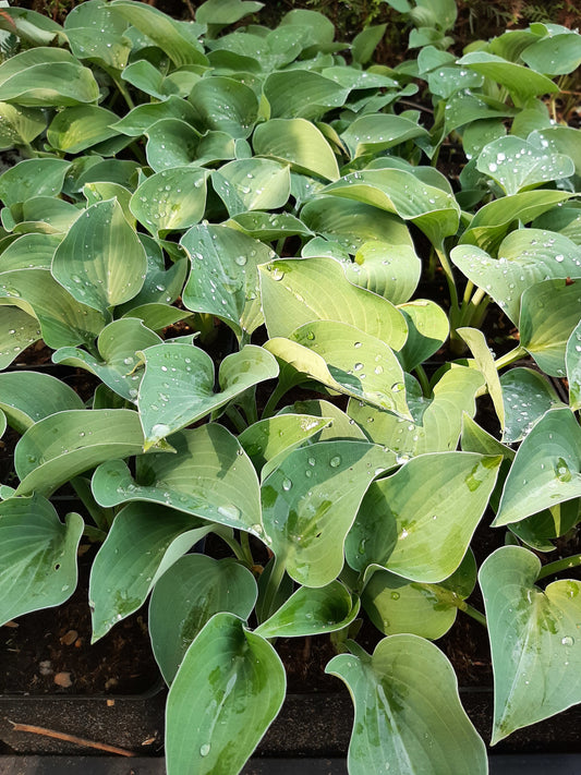 Hosta Funkie