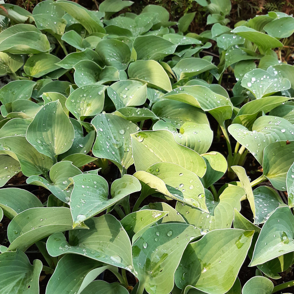 Hosta Funkie, Herzblattlilie