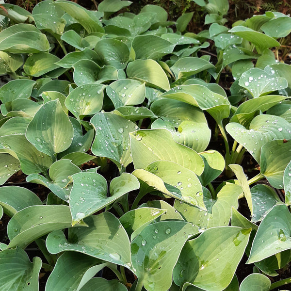 Hosta Funkie, Herzblattlilie
