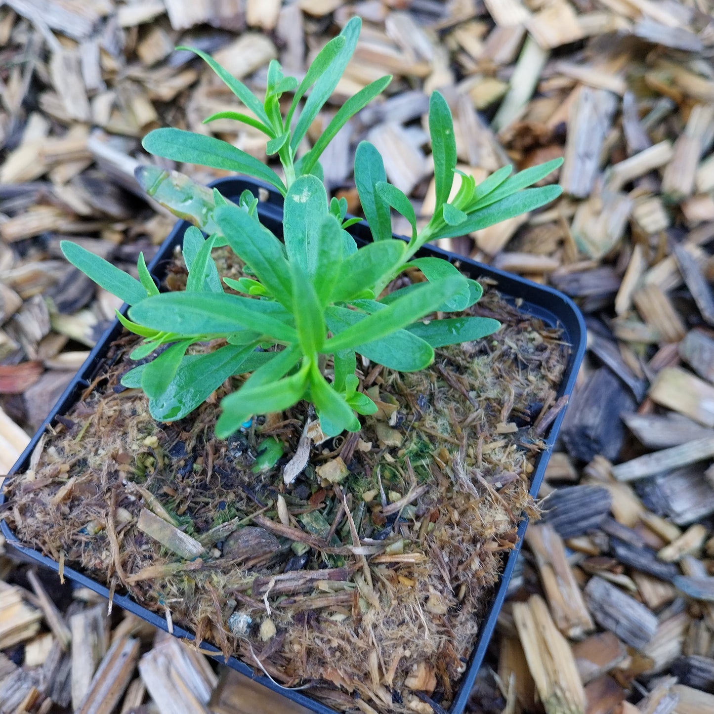 Iberis sempervirens  'Schneeflocke' Schleifenblume