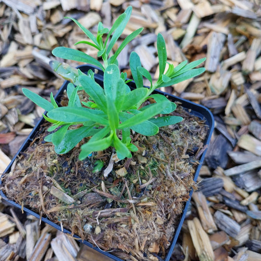 Iberis sempervirens  'Schneeflocke' Schleifenblume