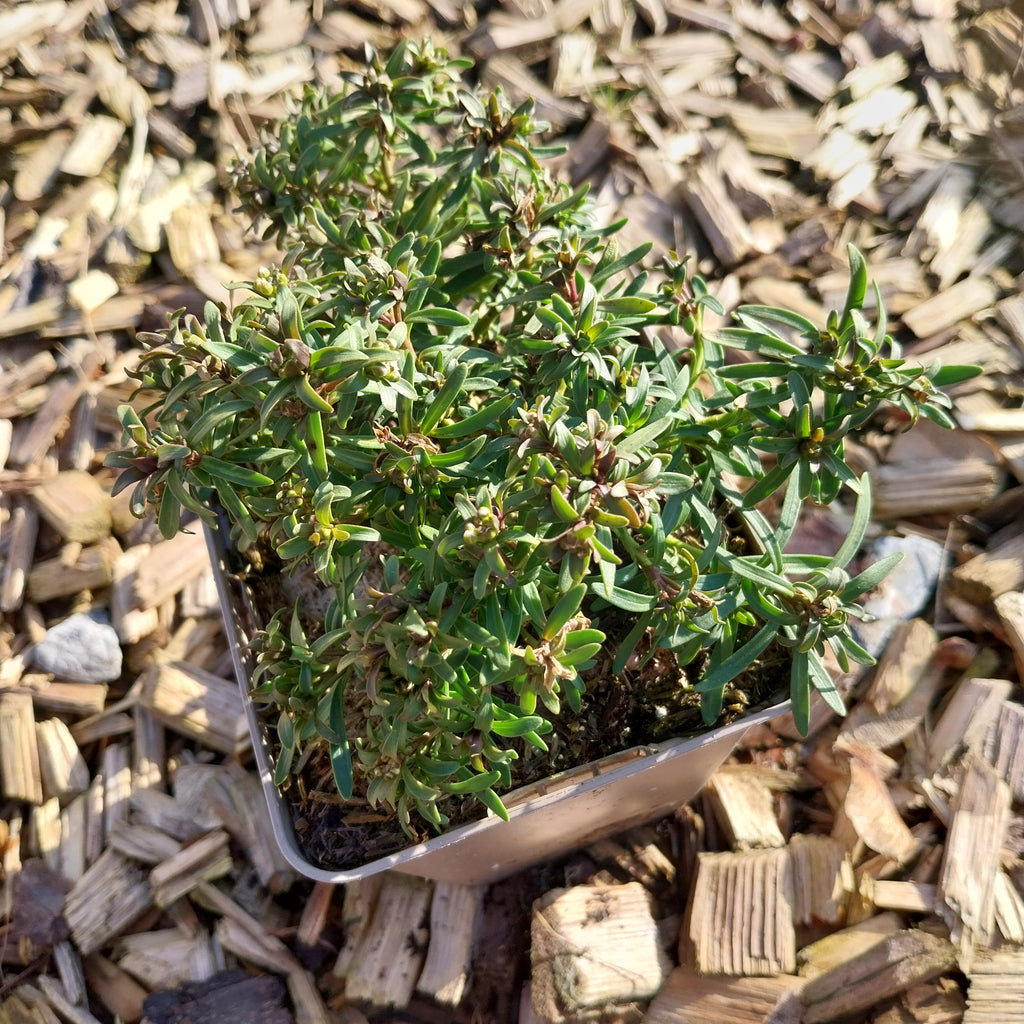 Iberis sempervirens 'Snowflake' im Topf