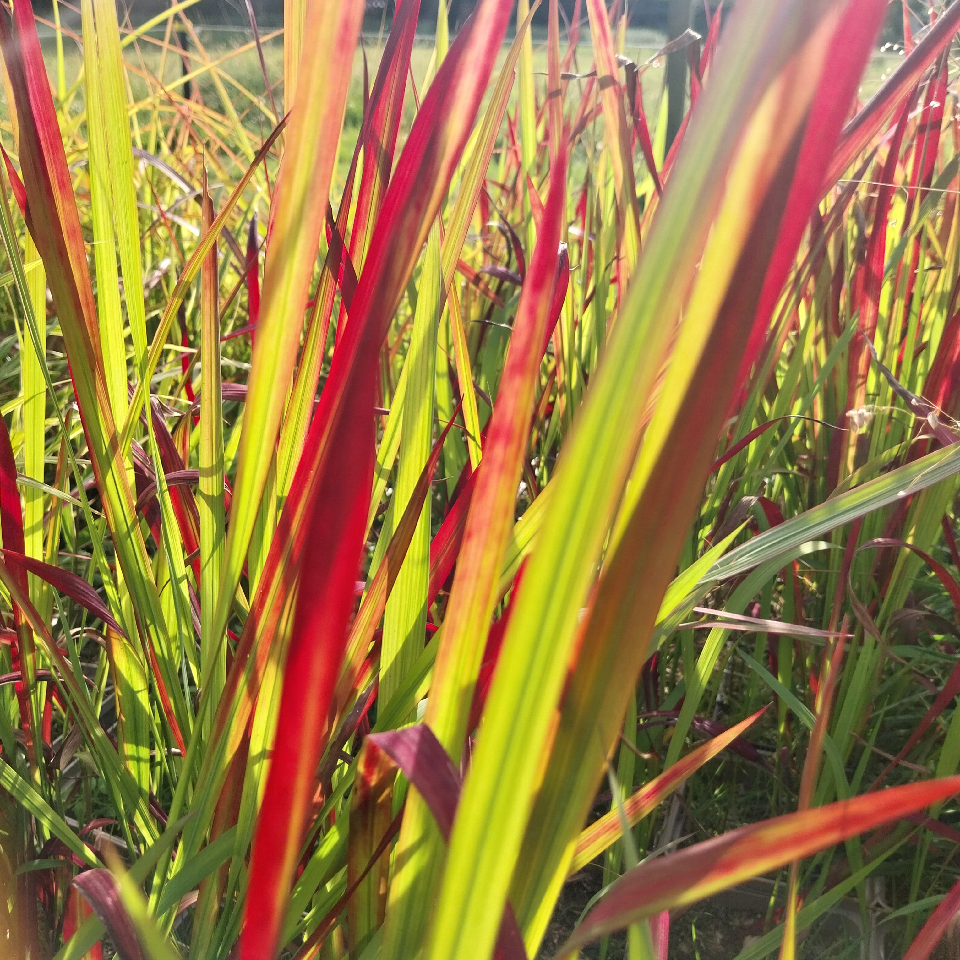 Imperata cylindrica 'Red Baron' Japanisches Blutgras